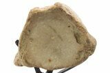 Polished Fossil Mosasaur Vertebra w/ Metal Stand - Texas #335051-4